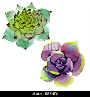 Super saftig. Florale botanischen Blume. Aquarell Hintergrund Abbildung. Aquarelle Handzeichnung isoliert saftig. Stockfoto