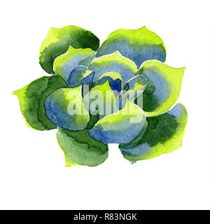 Super saftig. Florale botanischen Blume. Aquarell Hintergrund Abbildung. Aquarelle Handzeichnung isoliert saftig. Stockfoto