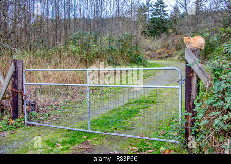 Orange Tabby Katze thront auf einem Zaunpfahl. Stockfoto