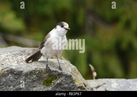 Die Kanada Jay (Perisoreus canadensis), auch bekannt als die Grauen Jay, thront auf einem Felsen. Grau Eichelhäher sind hochintelligente Vögel, Stockfoto