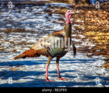 Männlich, auch als Tom, nordamerikanischer wilder Truthahn (Meleagris gallopavo) im Winter bekannt. Stockfoto