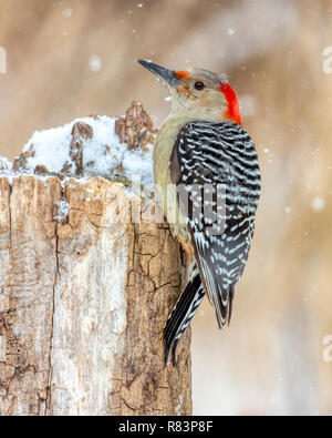 Wild weiblich Red-bellied Woodpecker (Melanerpes carolinus) auf einem Baumstumpf im Winter mit Schnee rund um Ihr fallen thront. Stockfoto