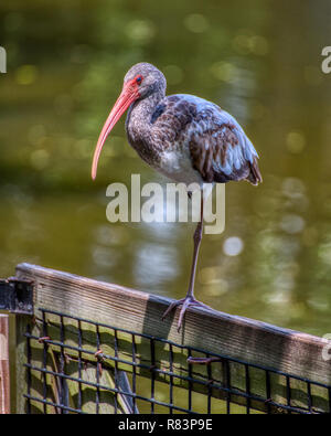 Unreife American White Ibis (Eudocimus albus) mit einem Bein auf einem hölzernen Zaun thront. Stockfoto