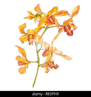 Aquarell orchidee Zweig, Hand gezeichnet floraler Abbildung auf einem weißen Hintergrund. Flora watercolor Illustration, botanische Malerei, Zeichnung. Stockfoto