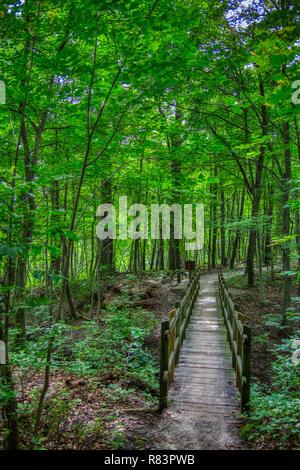 Holzsteg über einen flachen Schlucht in den Wäldern in Kensington Metropark, Milford, Michigan. Stockfoto