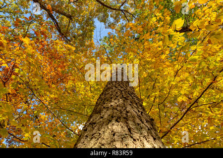 Schöne Orange und Gelb Herbst Laub in einem Baum. Stockfoto