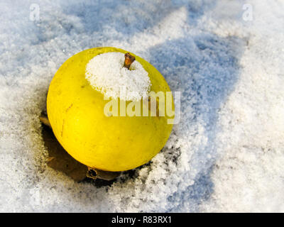 Gelber Apfel auf weißem Schnee an einem sonnigen kalten Tag im Winter Stockfoto