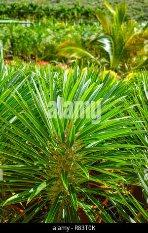 Reihen von anderen sukkulenten Pflanzen im Garten Shop, Pflanzung von home Pflanzen und decovative Pflanzen für Gärten und Parks Stockfoto