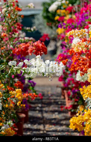 Reihe von Zierpflanzen Bougainvillea mit bunten Blumen - wie der Frühling lässt in Eimern auf Verkauf in garten, haus, Pflanzen oder decovative Anlage für g Stockfoto