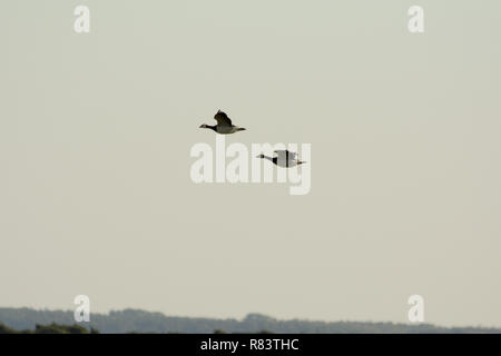 Nonnengänse fliegen über Insel Hiddensee im deutschen Teil der Ostsee im Herbst. Stockfoto