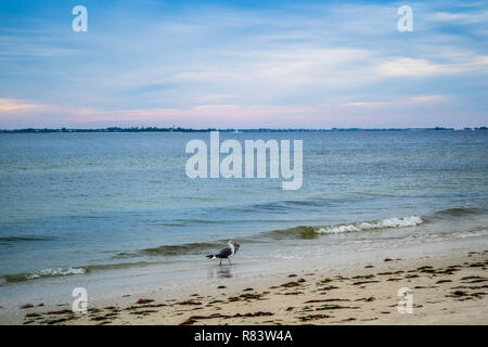 Ein Gull-mantelmöwe Bummeln in Fort Myers, Florida Stockfoto