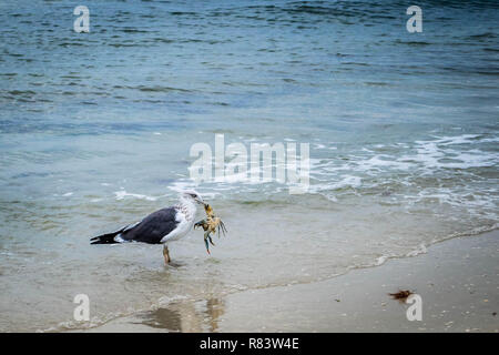 Ein Gull-mantelmöwe Bummeln in Fort Myers, Florida Stockfoto