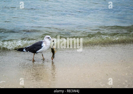 Ein Gull-mantelmöwe Bummeln in Fort Myers, Florida Stockfoto