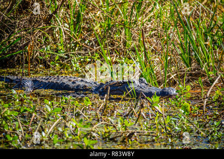 Ein großes amerikanisches Krokodil in Abbeville, Louisiana Stockfoto
