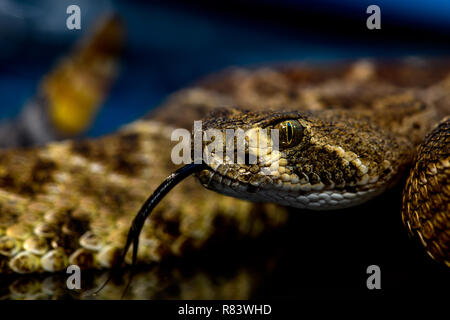 Western diamondback rattlesnake oder Texas Diamond (Crotalus Atrox) Close-up mit herausgestreckter Zunge Stockfoto