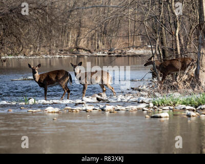 An der Rückseite meines Eigentums in Virginia, USA, fotografierte ich diese Whitetail Deer Überqueren einer Biegung in der North Fork Shenandoah River. Sie bewegt langsam Lo Stockfoto