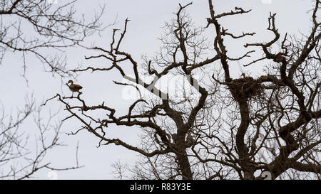 Südafrika Wildlife: Paar Nilgänse brüten in einem Baum Stockfoto