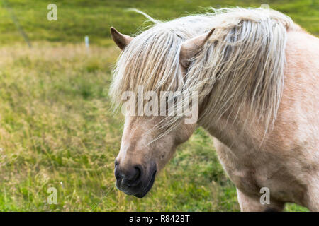 Island Pferde, Hellbraun auf Gras Stockfoto