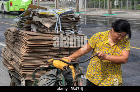 Frau ziehen Trike mit abgeflachten Kartons für das Recycling in Shanghai, China gestapelt Stockfoto