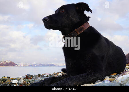 Große, schwarze Hund liegt am Ufer des Meeres und blickt nachdenklich in Richtung Meer. Im Fernen Osten Russlands, Wladiwostok Stockfoto