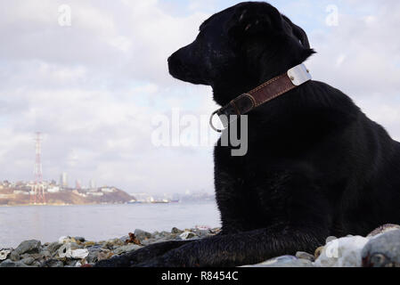 Der Hund liegt am Ufer des Meeres und blickt nachdenklich in Richtung Meer. Im Fernen Osten Russlands, Wladiwostok Stockfoto