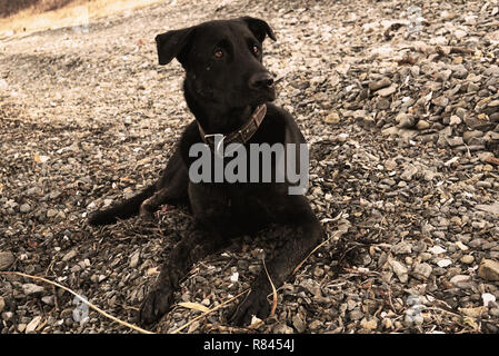 Der große schwarze Hund mit sehr helle Augen liegt an der Küste und aufmerksam. Im Fernen Osten Russlands, Wladiwostok Stockfoto