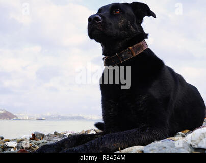 Schwarz großer Hund liegend und Ruhen, Hochformat close-up mit hellen braunen Augen. Der Hund schaut nachdenklich in die Ferne. Im Fernen Osten Russlands, Vladivost Stockfoto