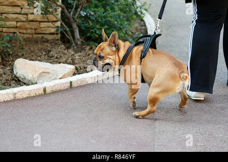 Nahaufnahme, Porträt einer wunderschönen Französische Bulldogge Hund tragen Kabelbaum in Monaco Stockfoto