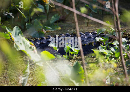 Schwanz des Großen männlichen Alligator, Lake Toho, Florida, USA Stockfoto