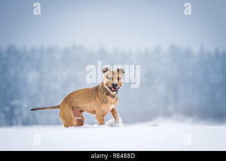 Die amerikanische Grube Stier Terrier Laufen und Spielen im Schnee Stockfoto