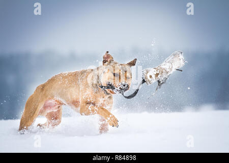 Die amerikanische Grube Stier Terrier Laufen und Spielen im Schnee Stockfoto