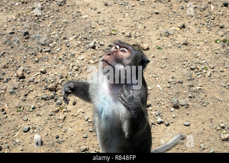 Affe zu beten. Lustige Krabben essen Makaken (Macaca fascicularis) betteln Stockfoto