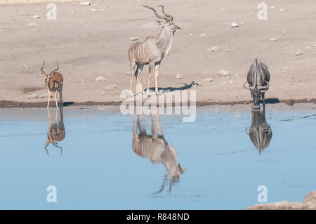 Schwarz konfrontiert Impala. Kudu und wilderbeest gleichzeitig Wasserloch Stockfoto