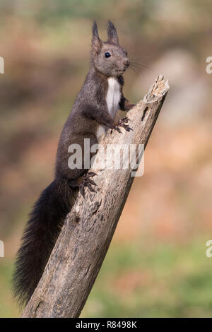 Portrait von Eichhörnchen (Sciurus vulgaris) Stockfoto