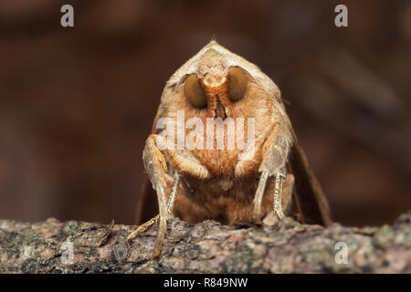 Frontalansicht des Winkel Schattierungen Motte (Phlogophora meticulosa) auf einem nadelbaum Zweig thront. Tipperary, Irland Stockfoto