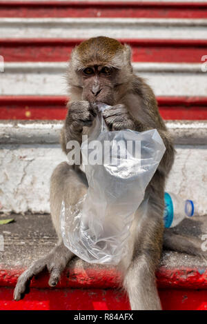 Krabbe-Essen Makaken auf der Treppe der Batu Caves Gombak, Selangor, Malaysia Stockfoto