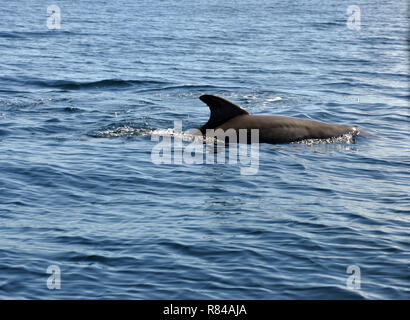 Die Rückseite der Delphin Schwimmen im Meer Stockfoto