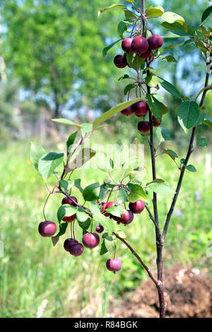 Kleine reif Paradies Äpfel hängt an einem Baum in den Garten im sonnigen Sommertag vertikale Foto Stockfoto