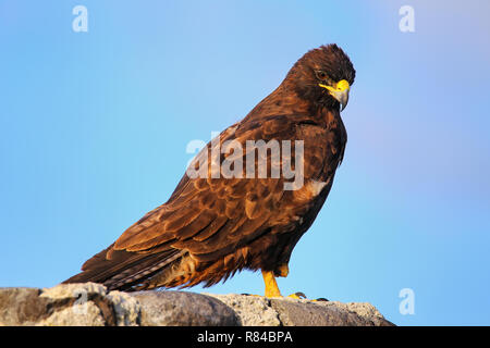 Galapagos Falken (Buteo galapagoensis) am Espanola Island, Galapagos, Ecuador. Er ist endemisch auf die Galapagos. Stockfoto