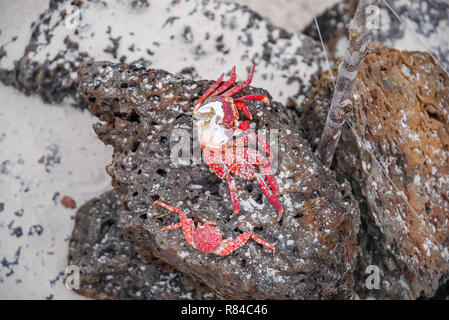 Nahaufnahme von Sally Lightfoot Crab Grapsus grapsus auf schwarzem Vulkangestein Stockfoto