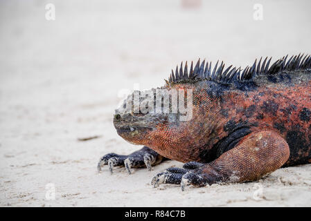 Portrait von Galapagos mariner Leguan wärmen sich in der Sonne. Der einzige See Eidechse zum Aufwärmen, bevor Sie tauchen als kaltblütige kann es nur im Wasser für einen kurzen Aufenthalt braucht Stockfoto