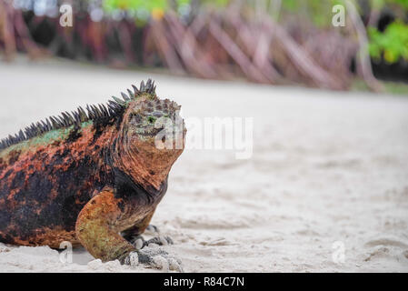 Portrait von Galapagos mariner Leguan wärmen sich in der Sonne. Der einzige See Eidechse zum Aufwärmen, bevor Sie tauchen als kaltblütige kann es nur im Wasser für einen kurzen Aufenthalt braucht Stockfoto