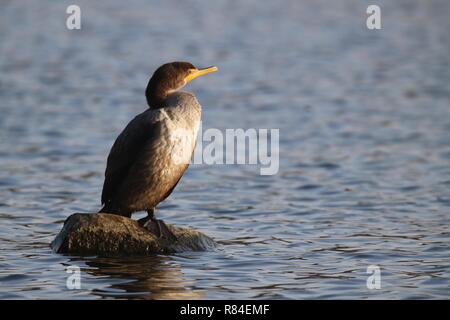 Eine unreife Doppel crested Cormorant stand auf einem Felsen an einem See. Stockfoto