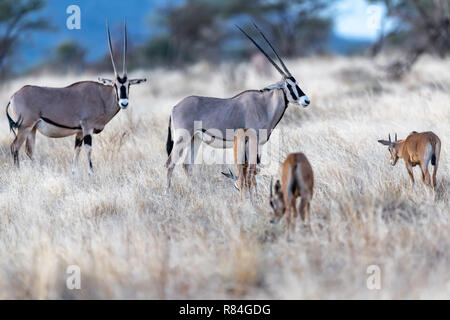 Gemeinsame Beisa Oryx (Oryx beisa) in Kenia, Afrika Stockfoto