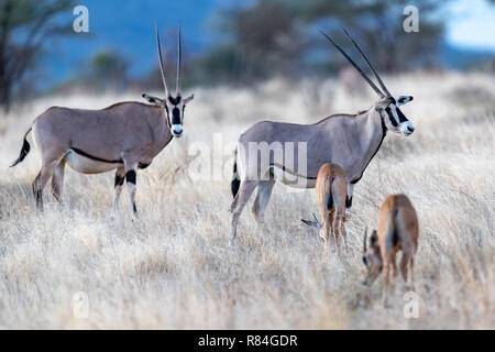 Gemeinsame Beisa Oryx (Oryx beisa) in Kenia, Afrika Stockfoto