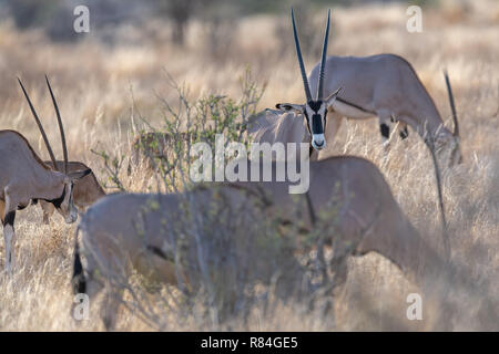 Gemeinsame Beisa Oryx (Oryx beisa) in Kenia, Afrika Stockfoto