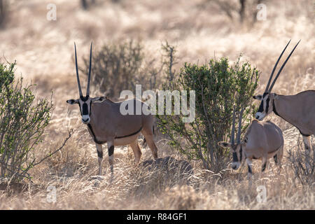 Gemeinsame Beisa Oryx (Oryx beisa) in Kenia, Afrika Stockfoto