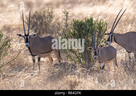 Gemeinsame Beisa Oryx (Oryx beisa) in Kenia, Afrika Stockfoto