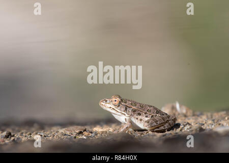 Ebenen Leopard Frog, (Lithobates blairi), Esche canyon, sierra Co., New York, USA. Stockfoto