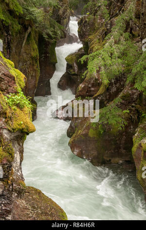 Avalanche Creek über eine meist Boardwalk trail auf Spuren der Zedern im Glacier National Park, Montana, USA zugänglich Stockfoto